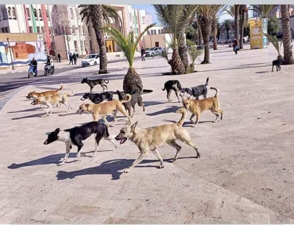 قانون جديد يعاقب كل شخص أطعم حيوانا ضالا بغرامة تصل إلى 3000 درهم