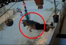 قفزة بطولية.. كلب جيرمان ينقذ 3 أطفال من هجوم كلب ضال في الشارع
