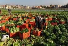 نقص المعروض وارتفاع أسعار الأسمدة يهددان موسم الزراعة الصيفية