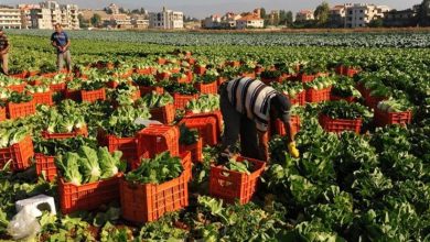 نقص المعروض وارتفاع أسعار الأسمدة يهددان موسم الزراعة الصيفية