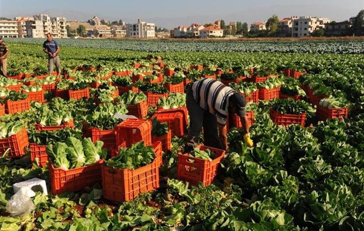 نقص المعروض وارتفاع أسعار الأسمدة يهددان موسم الزراعة الصيفية