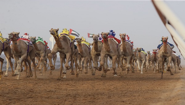 "هملولة" تفتتح انتصارات اليوم الثاني لمهرجان العين لسباقات الهجن
