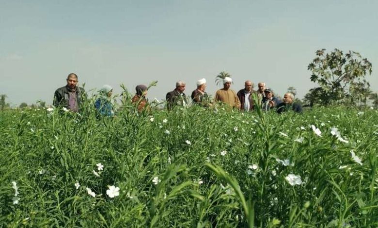 وزير الزراعة: تصدير الكتان خاما ليس صحيحا.. ونتجه لتصنيعه بالتعاون مع الصناعة