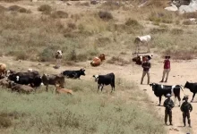  170 بؤرة استيطانية رعوية تلتهم مساحات شاسعة من الضفة 