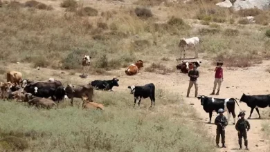  170 بؤرة استيطانية رعوية تلتهم مساحات شاسعة من الضفة 
