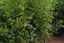 خبير يوصى بتجنب زراعة شتلات الحمضيات ذات الجذور