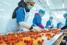 خطة لزيادة صادرات مصر الغذائية والزراعية إلى 19 مليار دولار بحلول 2030