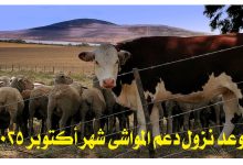 "رسمياً".. موعد نزول دعم المواشي شهر أكتوبر 2025 وخطوات الاستعلام وشروط الاستحقاق