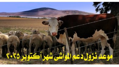 "رسمياً".. موعد نزول دعم المواشي شهر أكتوبر 2025 وخطوات الاستعلام وشروط الاستحقاق