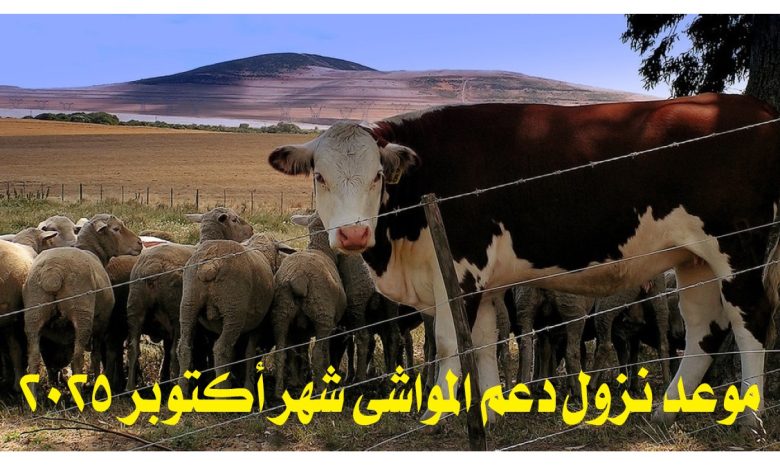 "رسمياً".. موعد نزول دعم المواشي شهر أكتوبر 2025 وخطوات الاستعلام وشروط الاستحقاق