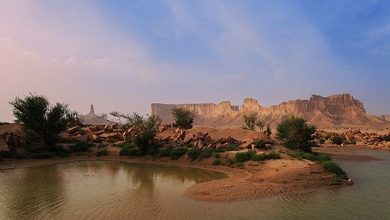 عقب فيديو مثير للجدل.. «الحياة الفطرية» السعودية تصدر بيانا وتوضيحا