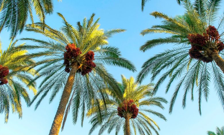 في يوم النخيل العربي: حضور مهيب في الحضارات القديمة وأحد أبرز الرموز الثقافية السعودية