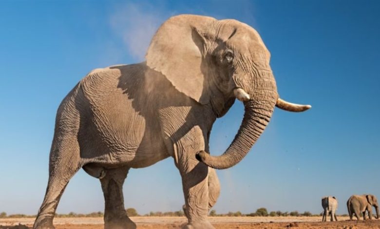 فيديو صادم.. فيل يهاجم قارباً سياحياً ويطيح بركابه بسبب صغاره