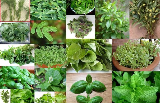 مدرسة حقلية في لواء الكورة لزراعة النباتات الطبية...