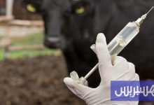 أونسا يعزّز حماية قطيع الأبقار بالمغرب