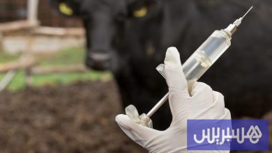 أونسا يعزّز حماية قطيع الأبقار بالمغرب