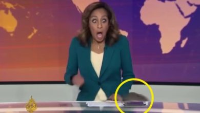 الجزيرة تحسم الجدل حول فيديو "الفأر والمذيعة" وتكشف ما حدث