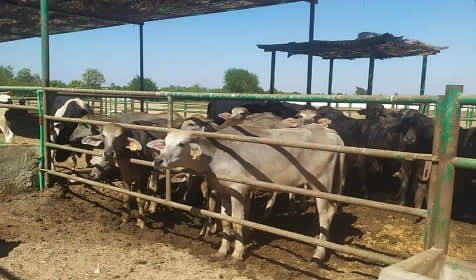 الزراعة تصدر 385 ترخيص تشغيل لكل أنشطة ومشروعات الإنتاج الحيواني والداجني خلال 15 يوما
