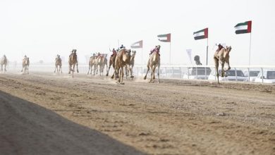 برعاية حمدان بن زايد.. مهرجان الظفرة الثالث لسباقات الهجن ينطلق 23 أكتوبر الجاري