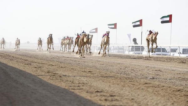 برعاية حمدان بن زايد.. مهرجان الظفرة الثالث لسباقات الهجن ينطلق 23 أكتوبر الجاري