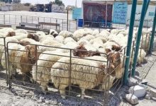 بلدية الجفر تبدأ إزالة حظائر الأغنام داخل الأحياء السكنية...