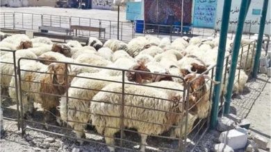 بلدية الجفر تبدأ إزالة حظائر الأغنام داخل الأحياء السكنية...