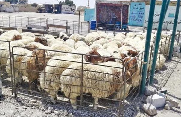 بلدية الجفر تبدأ إزالة حظائر الأغنام داخل الأحياء السكنية...