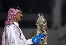 ثلاثة صقور منغولية تُباع بـ420 ألف ريال في معرض الصقور والصيد السعودي الدولي 2025