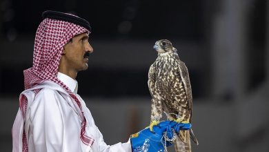 ثلاثة صقور منغولية تُباع بـ420 ألف ريال في معرض الصقور والصيد السعودي الدولي 2025