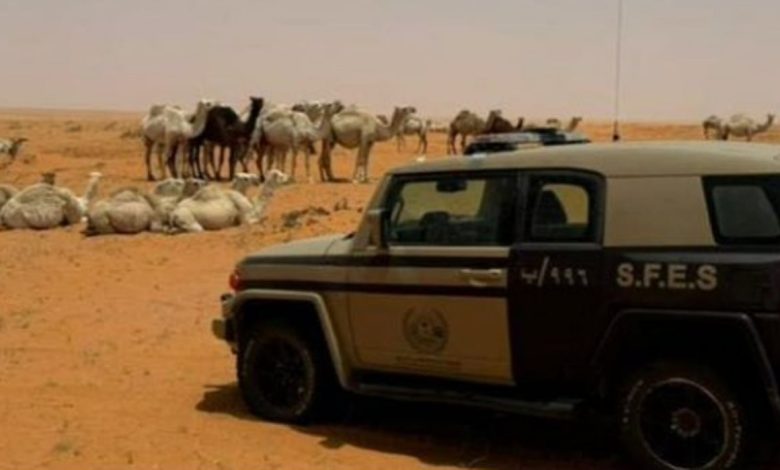ضبط مواطن لارتكابة مخالفة رعي في محمية الإمام تركي بن عبدالله الملكية
