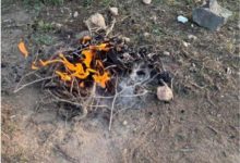 ضبط يمني لإشعاله النار في غير الأماكن المخصصة لها بمحمية الإمام فيصل بن تركي الملكية