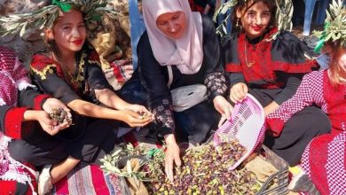 موسم قطاف الزيتون في عجلون يعزز دخل الأسر و التراث...