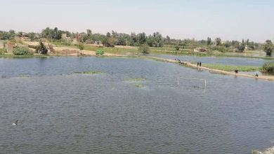 وزير الزراعة: معدلات نفوق الماشية بمناطق طرح النهر محدودة جدًا