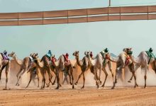 10 بطولات للهجن تتوزع على أكثر من 24 ميدانًا بجوائز تفوق 250 مليون ريال