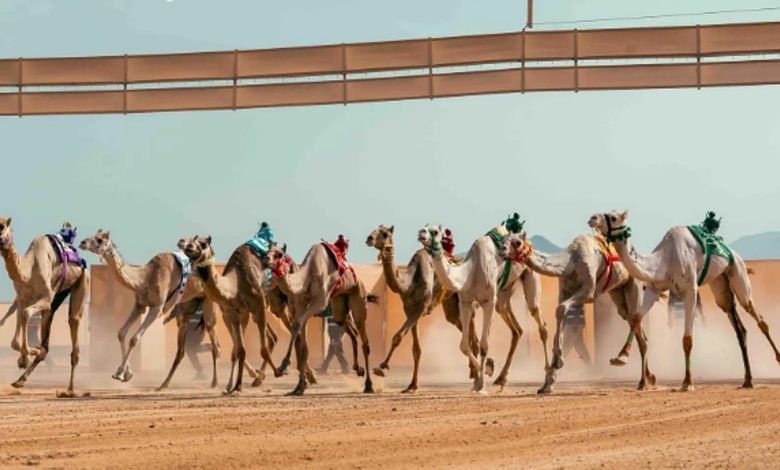 10 بطولات للهجن تتوزع على أكثر من 24 ميدانًا بجوائز تفوق 250 مليون ريال