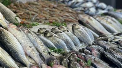 26 نوفمبر 2025.. أسعار الأسماك بسوق العبور للجملة اليوم