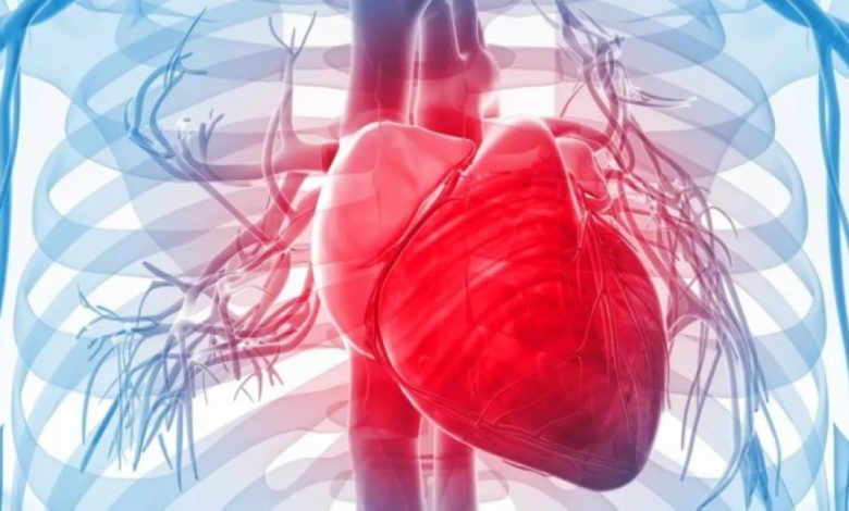 اكتشاف جزيء يعيد تنشيط القلب بعد النوبات القلبية