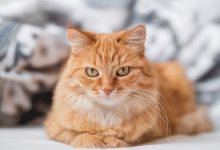 WhatsApp Image 2025-11-03 at 1.12.09 AM