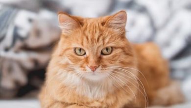 WhatsApp Image 2025-11-03 at 1.12.09 AM