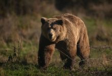 عندما يصبح الدب جاراً.. اليابان تبحث عن سلامٍ برذاذٍ ذكي!