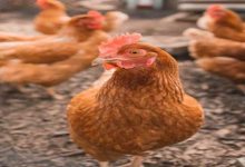 أسعار الدواجن في السوق المصري اليوم الجمعة 28 نوفمبر/ تشرين الثاني 2025