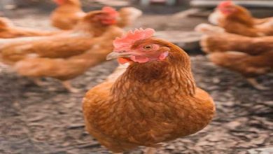 أسعار الدواجن في السوق المصري اليوم الخميس 30 أكتوبر / تشرين الأول 2025