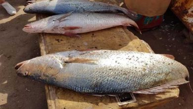 أسعار السمك في السوق المصري اليوم الخميس 30 أكتوبر / تشرين الأول 2025