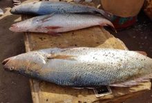 أسعار السمك في السوق المصري اليوم السبت 29 نوفمبر/ تشرين الثاني 2025