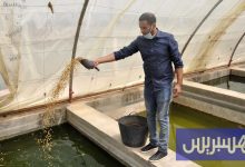 "الاستزراع المائي" يتحول إلى محرك جديد للنمو في المغرب