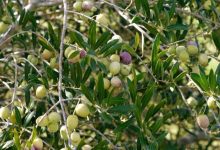 الجفاف خفّض إنتاج الزيتون 10 آلاف طن...