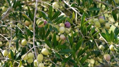 الجفاف خفّض إنتاج الزيتون 10 آلاف طن...