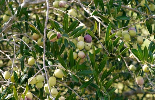 الجفاف خفّض إنتاج الزيتون 10 آلاف طن...