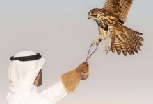 «الداخلية»: لا تهاون مع من يمارس الصيد داخـل المحميات الطبيعية