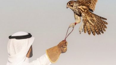 «الداخلية»: لا تهاون مع من يمارس الصيد داخـل المحميات الطبيعية